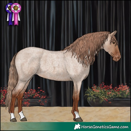 Horse Color:Red Dun Roan Appaloosa