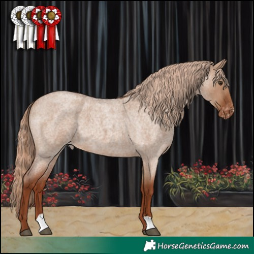 Horse Color:Red Dun Roan Appaloosa 