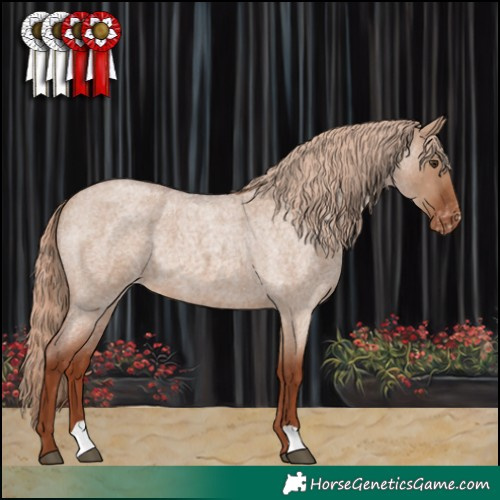 Horse Color:Red Dun Roan Appaloosa