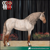 Horse Color:Red Dun Roan Appaloosa