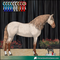 Horse Color:Red Dun Roan Appaloosa