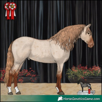 Horse Color:Red Dun Roan Appaloosa