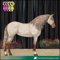 Horse Color:Red Dun Roan Appaloosa