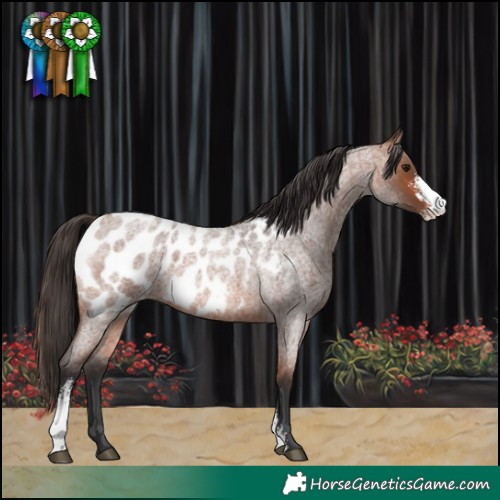 Horse Color:Bay Roan Sabino Blanket 