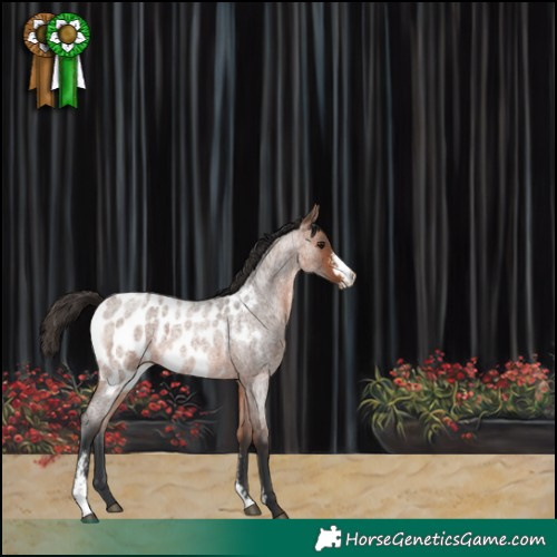 Horse Color:Bay Roan Sabino Appaloosa 