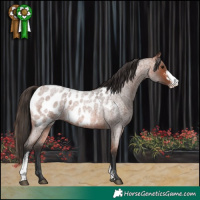 Horse Color:Bay Roan Sabino Appaloosa 