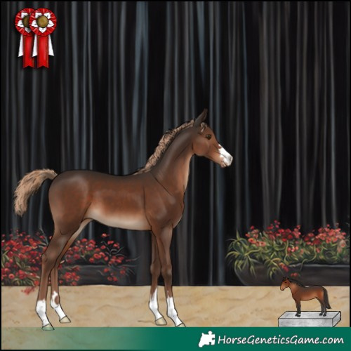 Horse Color:Liver Chestnut Appaloosa 