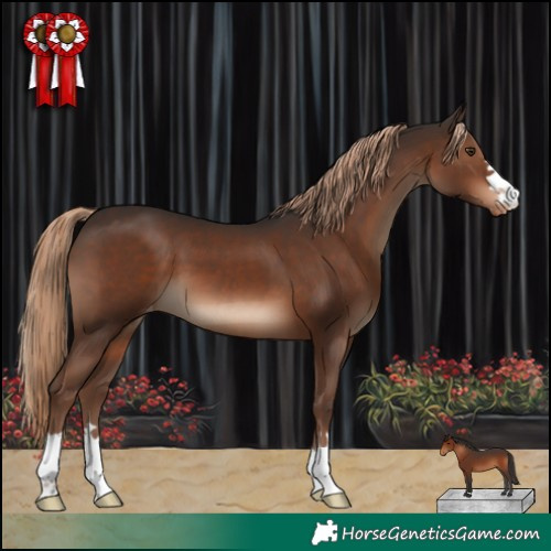 Horse Color:Liver Chestnut Appaloosa