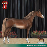 Horse Color:Liver Chestnut Varnish 