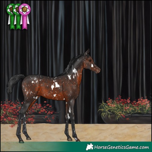 Horse Color:White Spotted Brown Appaloosa 