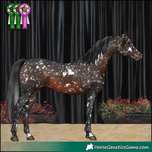 Horse Color:White Spotted Brown Appaloosa 