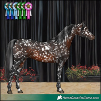 Horse Color:White Spotted Brown Snowflake Varnish