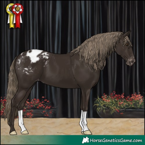 Horse Color:Liver Chestnut Appaloosa 