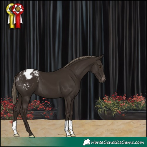 Horse Color:Liver Chestnut Appaloosa