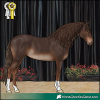 Horse Color:Liver Chestnut 