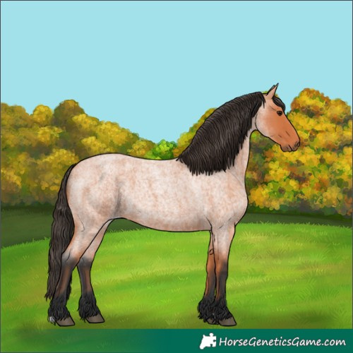 Horse Color:Bay Roan
