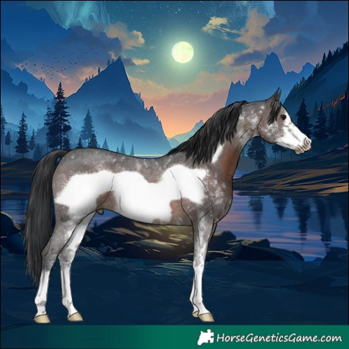 Horse Color:Brown Sabino Frame Rabicano 