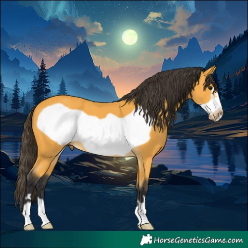 Horse Color:Buckskin Frame