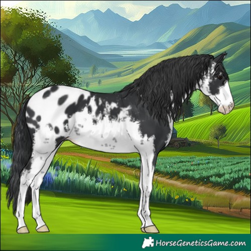 Horse Color:White Spotted Black Appaloosa 