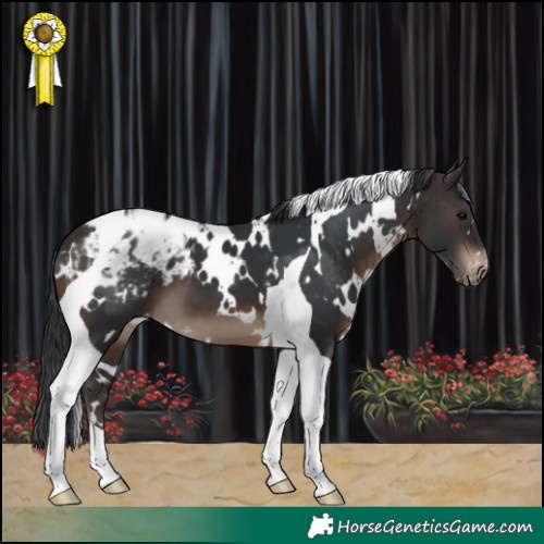 Horse Color:White Spotted Brown Tobiano Varnish 