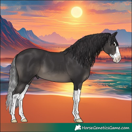 Horse Color:Smoky Black Splash 
