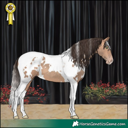Horse Color:White Spotted Amber Champagne Tobiano 