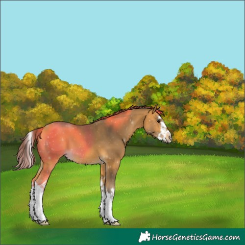 Horse Color:Buckskin Splash
