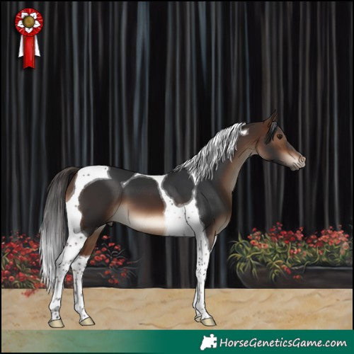 Horse Color:Brown Tobiano 