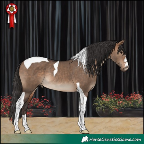 Horse Color:Bay Dun Tobiano Rabicano 