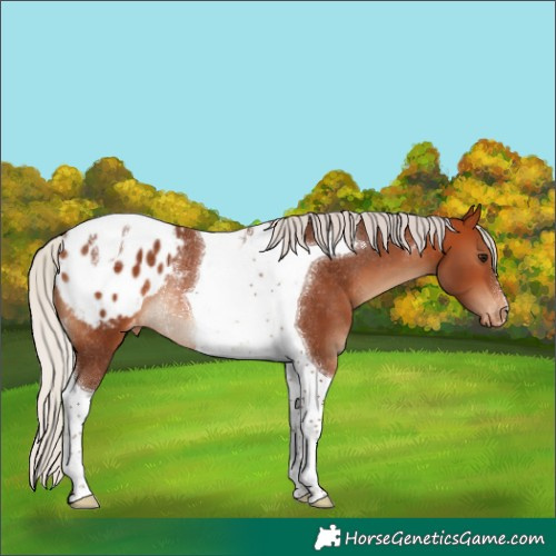 Horse Color:Silver Bay Tobiano Appaloosa Rabicano 