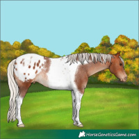 Horse Color:Silver Bay Tobiano Blanket Rabicano