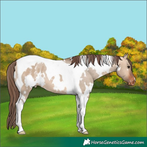 Horse Color:White Spotted Bay Dun Tobiano Appaloosa 