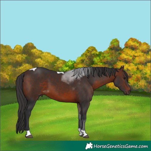 Horse Color:Brown Tobiano 