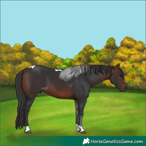 Horse Color:Brown Tobiano