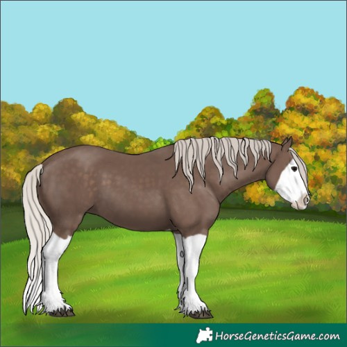 Horse Color:Silver Black Splash 