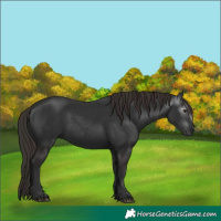 Horse Color:Gray White Spotted Liver Chestnut 