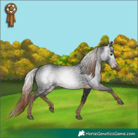 Horse Color:Gray White Spotted Liver Chestnut 