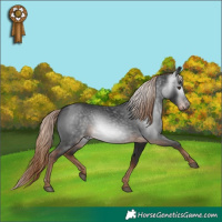 Horse Color:Gray White Spotted Liver Chestnut 