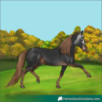 Horse Color:Gray White Spotted Liver Chestnut 