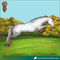 Horse Color:Gray White Spotted Liver Chestnut 