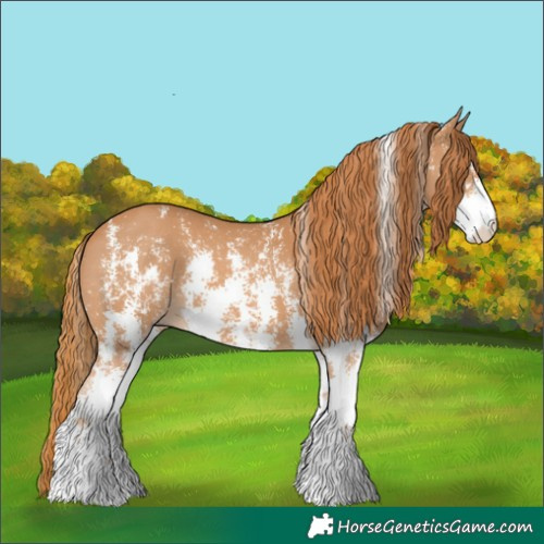 Horse Color:Chestnut Sabino 