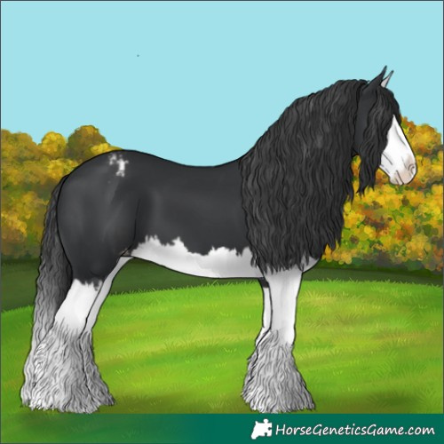Horse Color:Black Splash Appaloosa 
