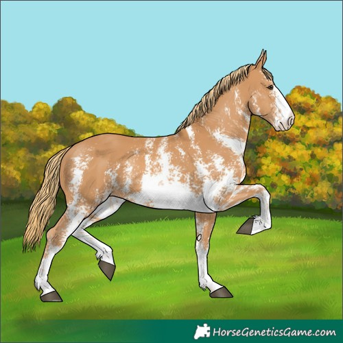 Horse Color:Chestnut Sabino
