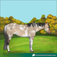 Horse Color:White Spotted Brown Dun Tobiano 