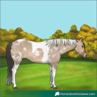 Horse Color:White Spotted Brown Dun Tobiano