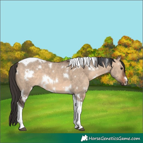Horse Color:White Spotted Brown Dun Tobiano