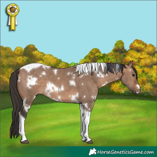 Horse Color:White Spotted Brown Dun Tobiano 
