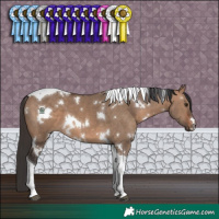 Horse Color:White Spotted Brown Dun Tobiano 