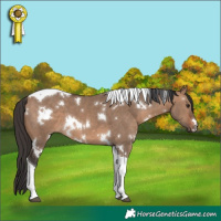 Horse Color:White Spotted Brown Dun Tobiano 