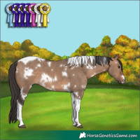 Horse Color:White Spotted Brown Dun Tobiano 